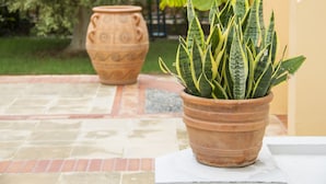 A terracotta pot with a green plant on a tiled patio. - Lycasti Maisonettes (Platanias)
