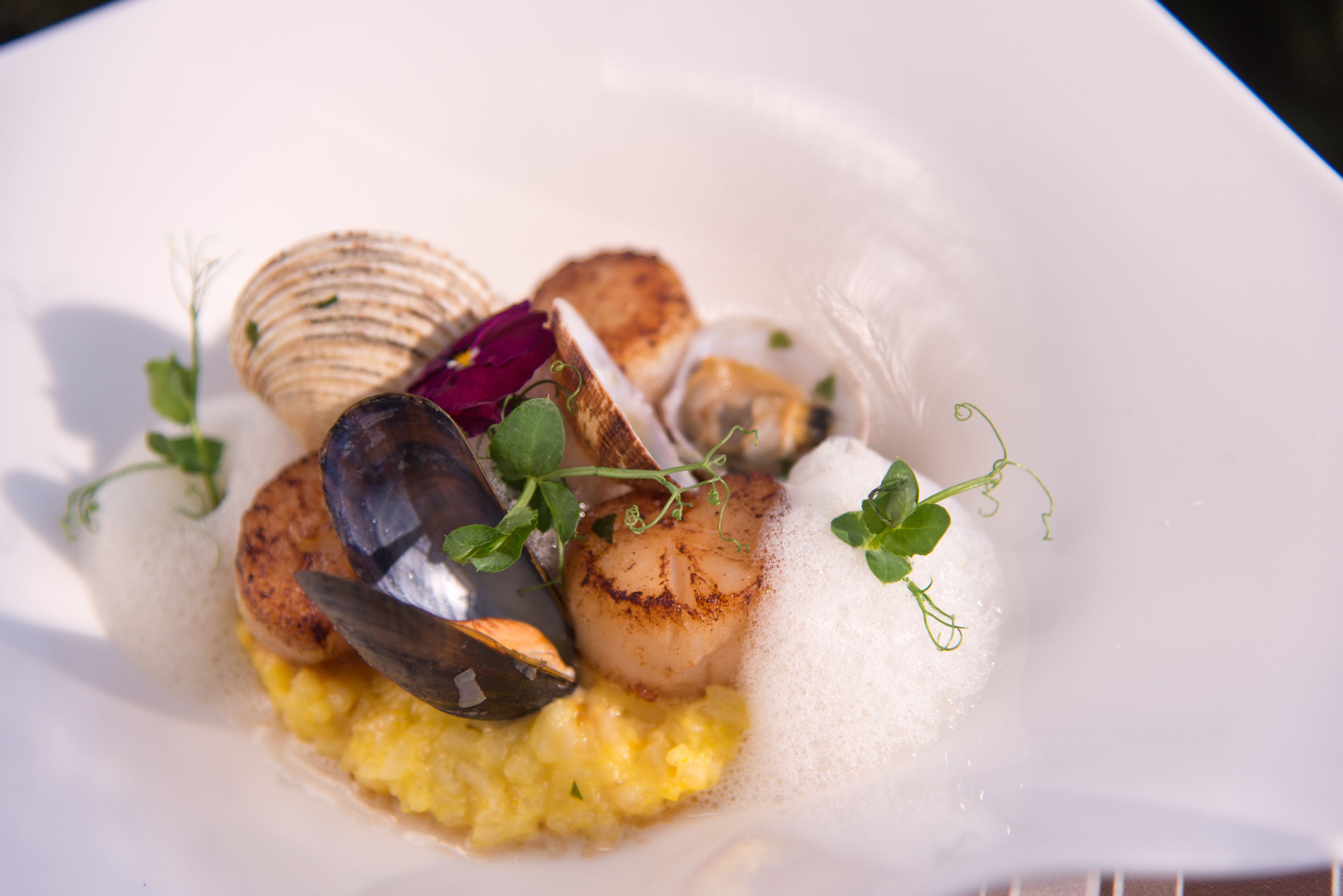 A seafood dish with mussels, scallops, and clams on a bed of yellow risotto, garnished with herbs.