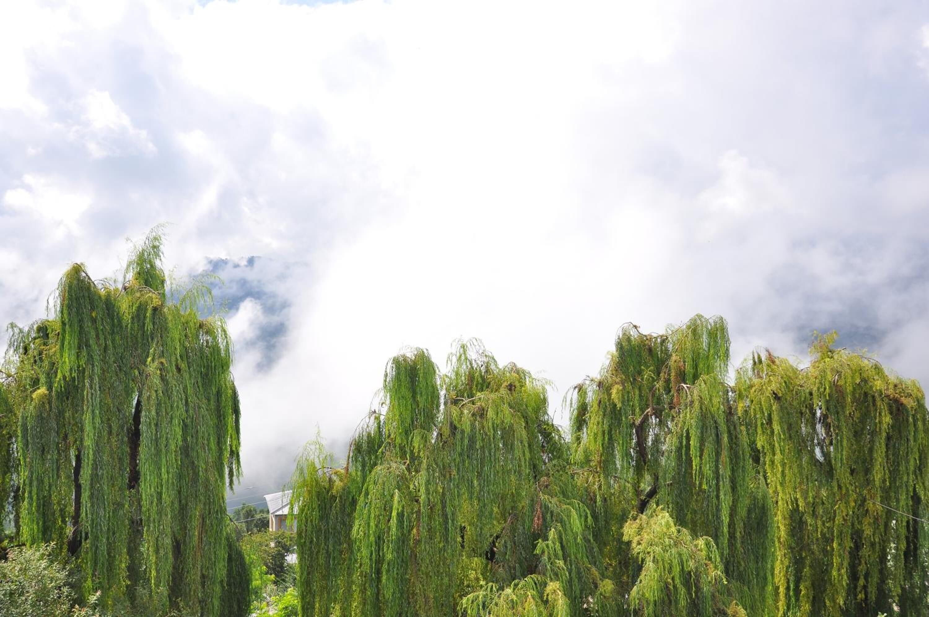 Un groupe dense de saules pleureurs, avec un ciel nuageux en arrière-plan.