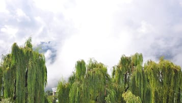 Un groupe dense de saules pleureurs, avec un ciel nuageux en arrière-plan.