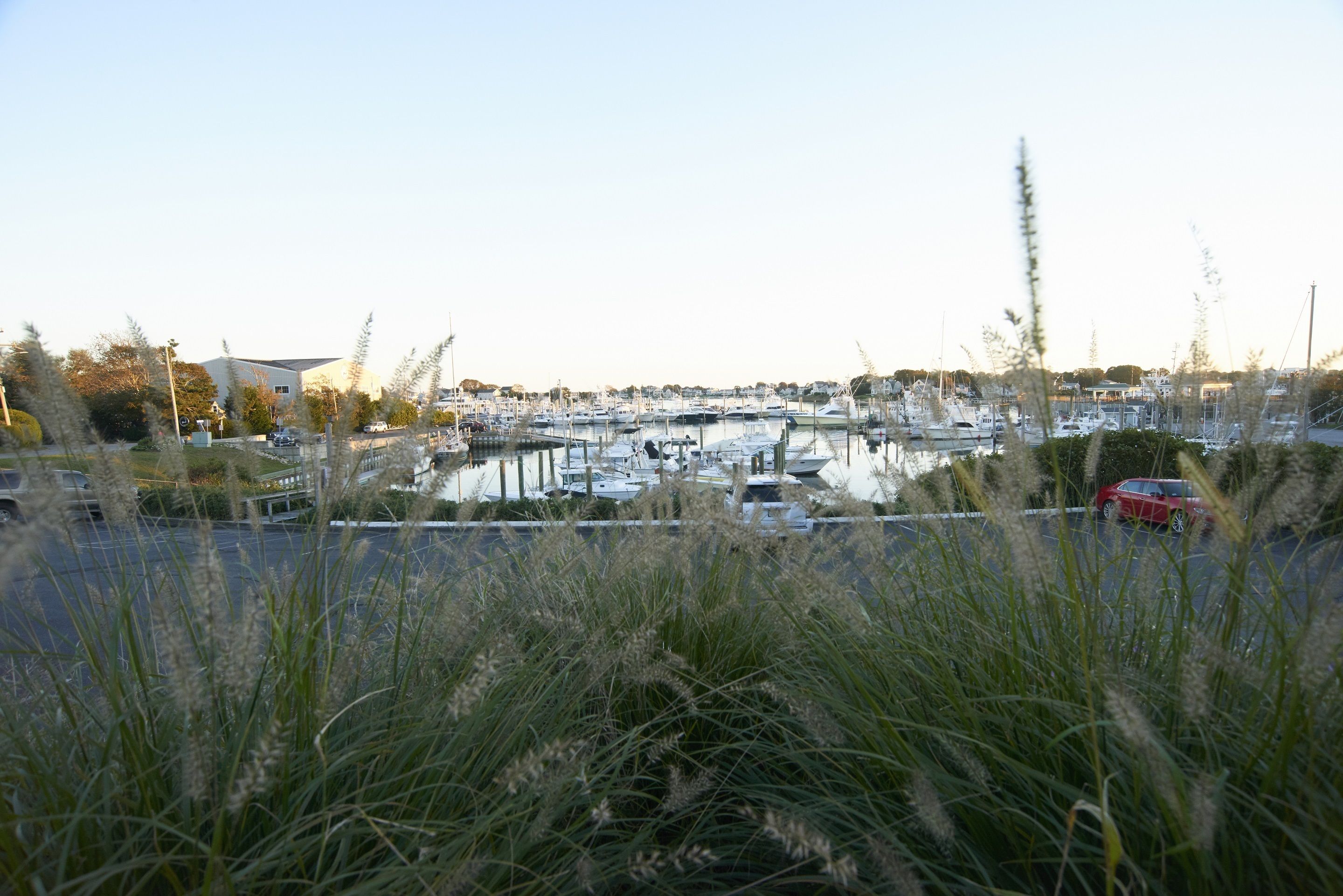 A marina with boats docked, surrounded by tall grass and a few buildings in the background.