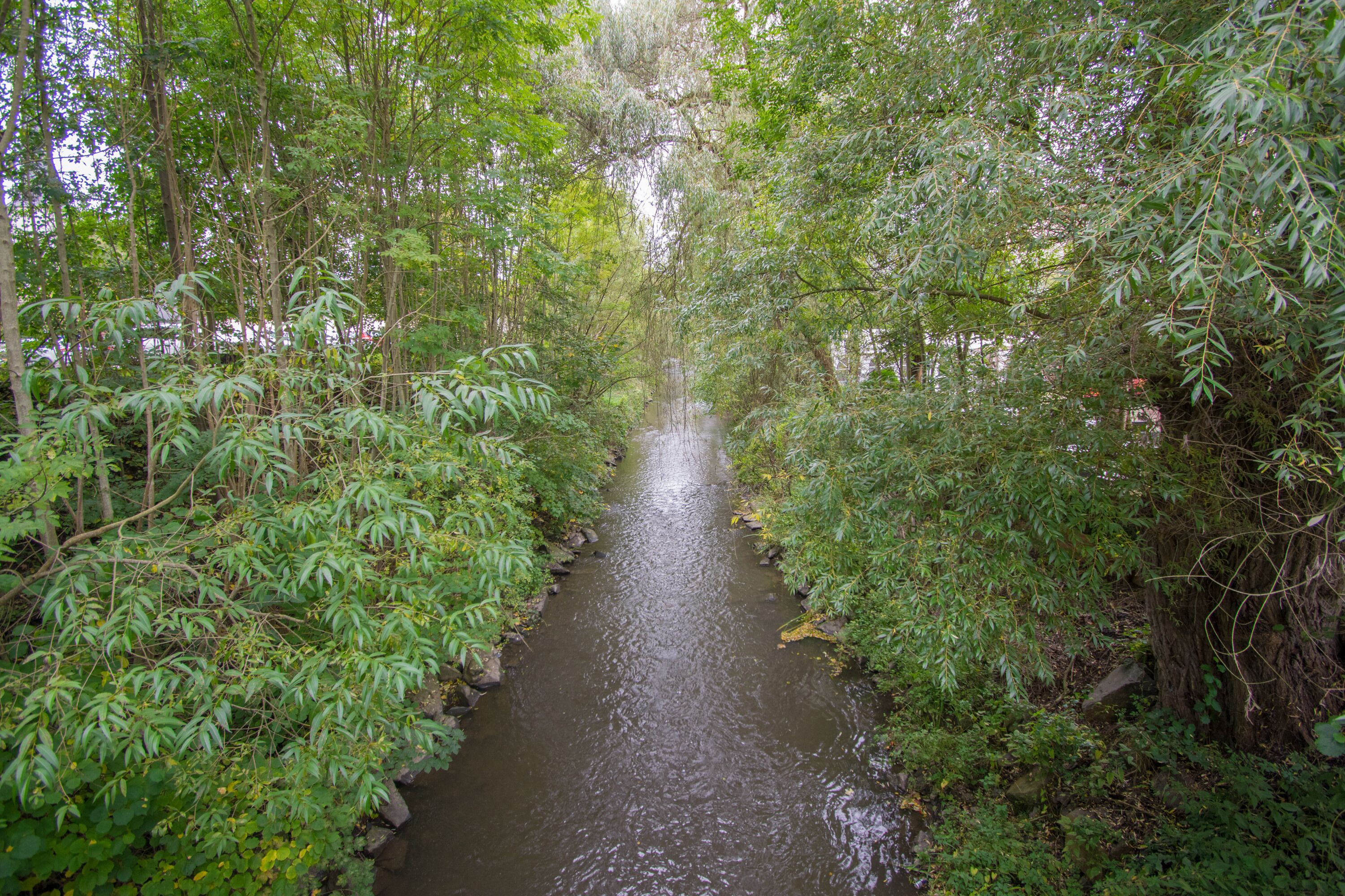 A narrow waterway surrounded by dense green foliage.