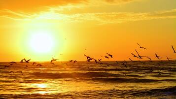 A sunset over the ocean with birds flying.
