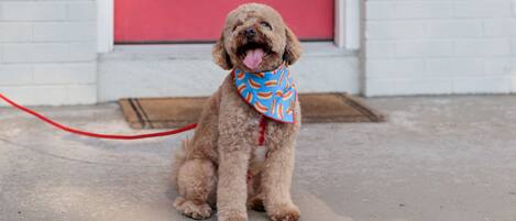 Animaux de compagnie acceptés