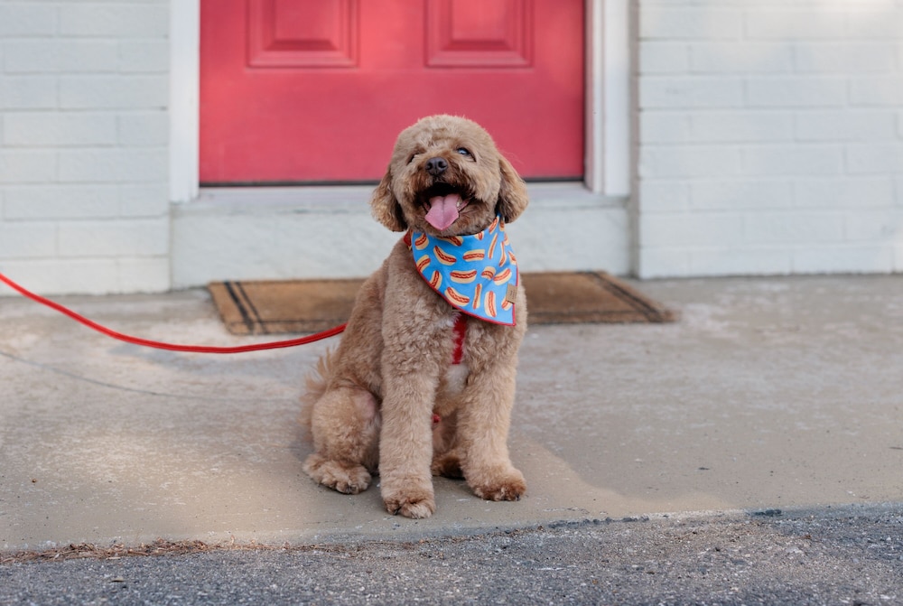 The Little Lion by null