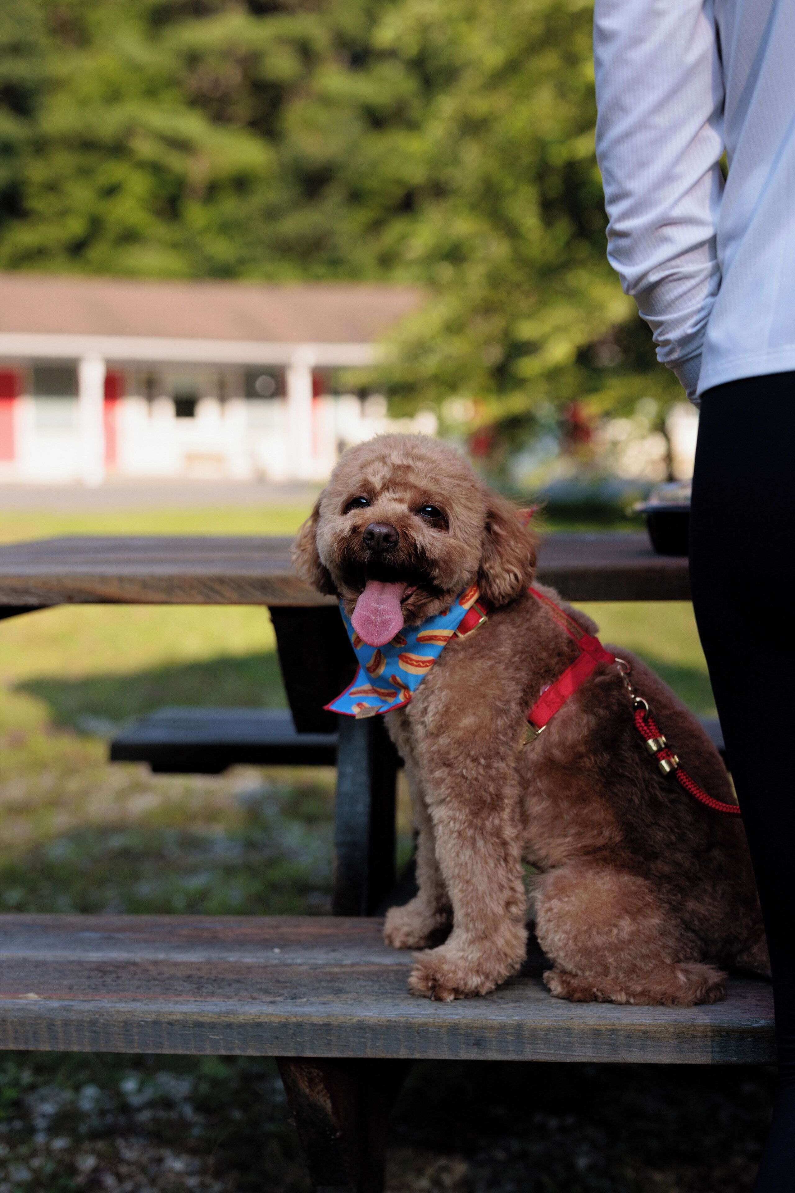 A small brown dog sitting on a wooden bench outdoors.