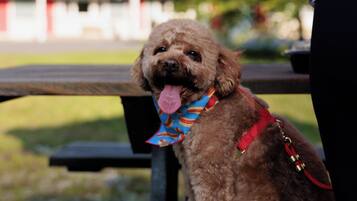 A small brown dog sitting on a wooden bench outdoors.