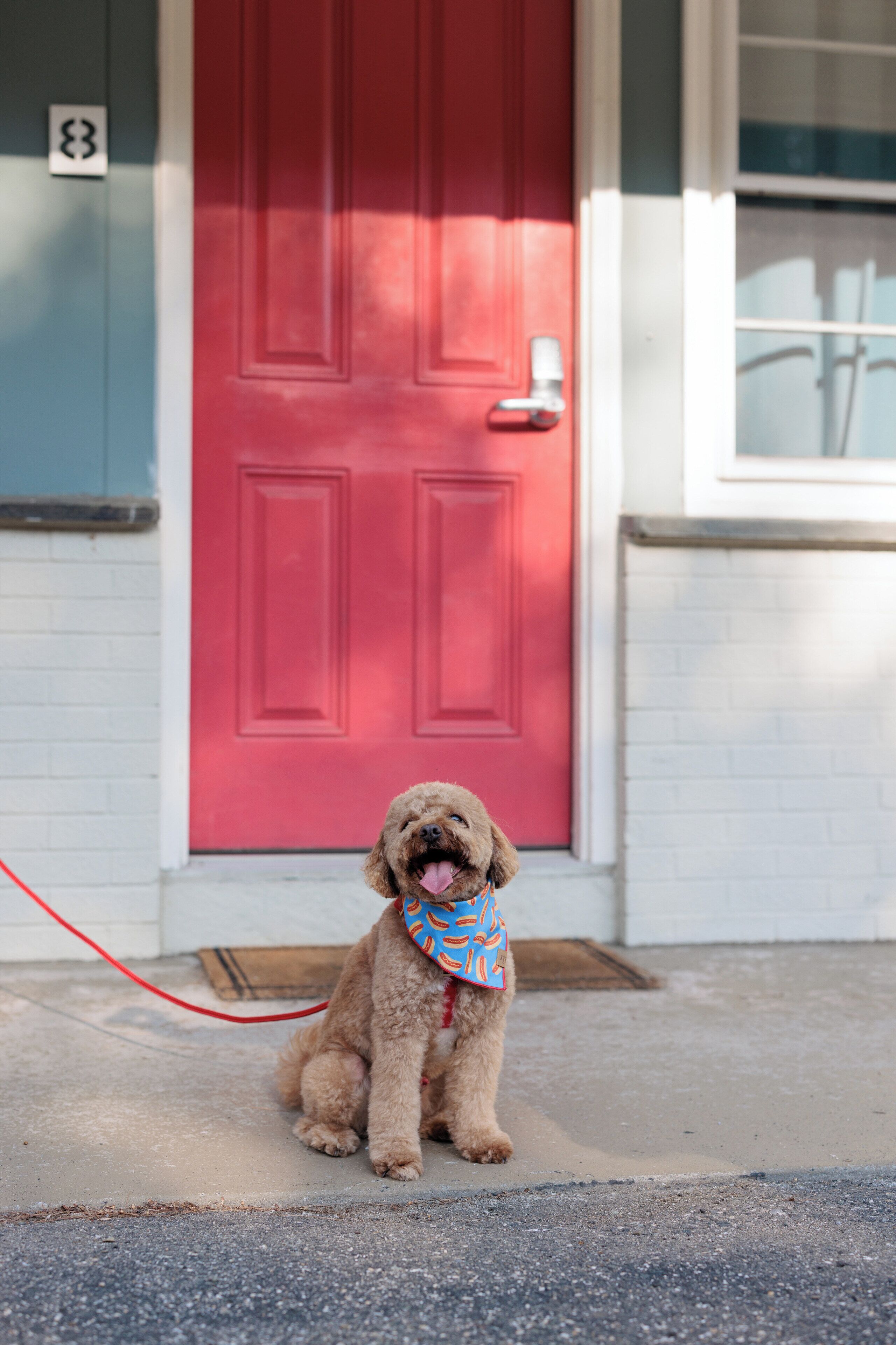 Un perro sentado frente a una puerta roja con una placa blanca con un número.