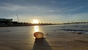 Une scène de plage avec un coquillage sur le sable et le soleil en arrière-plan.