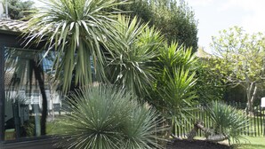 Un jardí amb diferents tipus de plantes, incloent arbres semblants a palmeres i una tanca.