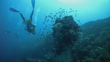Un buzo nada cerca de un arrecife de coral con un banco de peces.