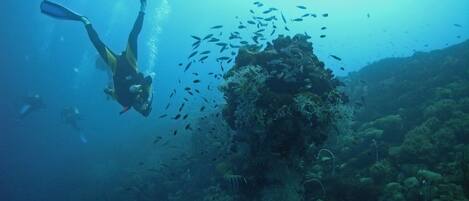 A diver swimming near a coral reef with a school of fish.