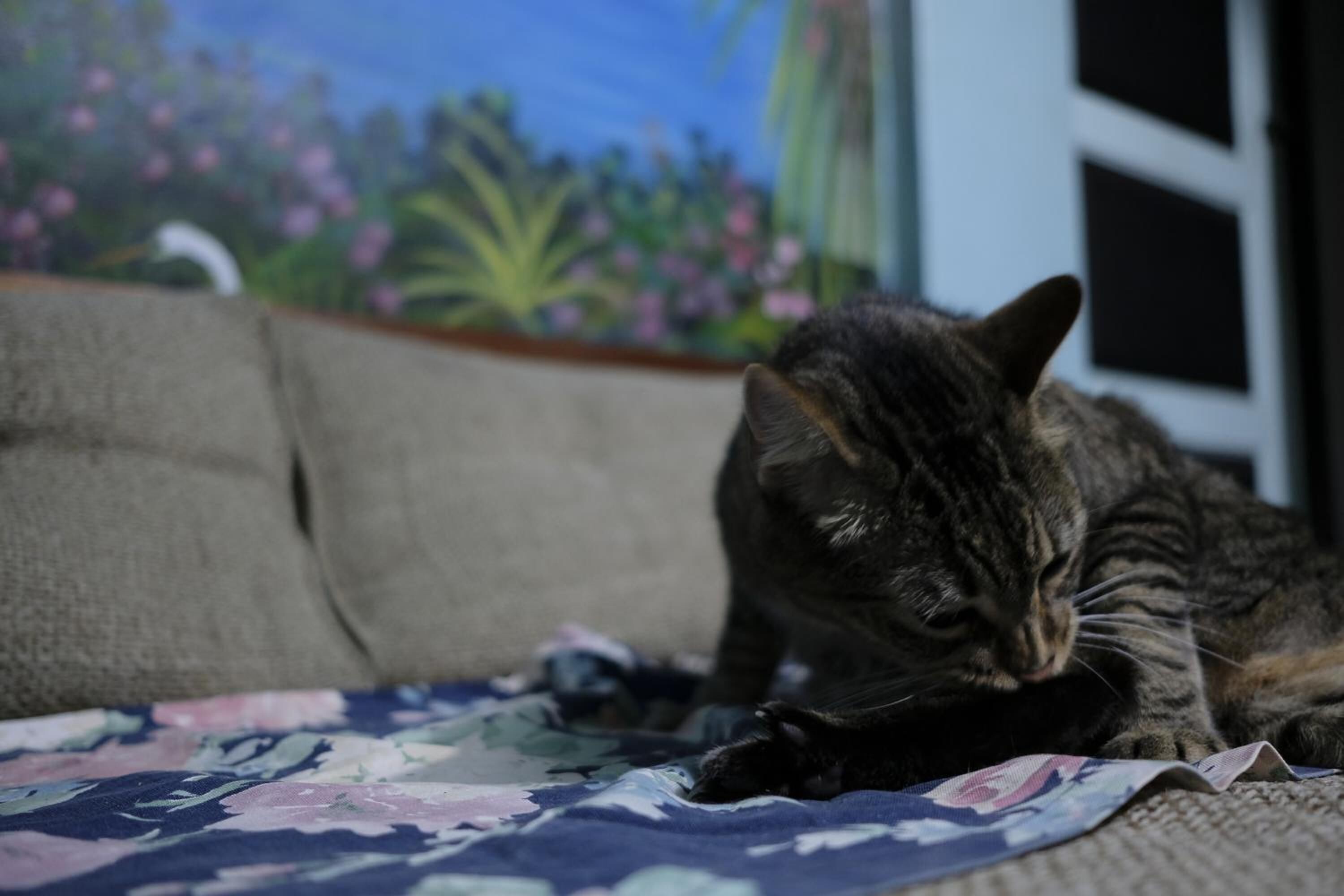 Foto - Hostal del Este Santa Fe