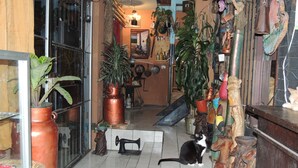 Un pasillo estrecho con un gato sentado en el suelo, rodeado de macetas y objetos decorativos.