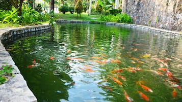 A koi pond with a stone border and a thatched structure in the background.