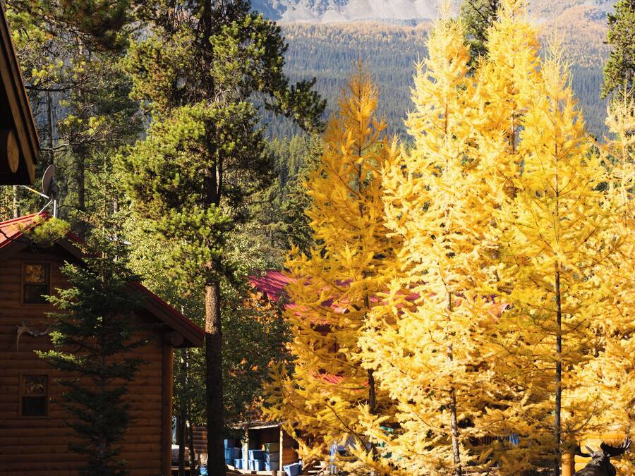 A log cabin with a mountain backdrop, surrounded by autumn-colored trees and a clear sky.