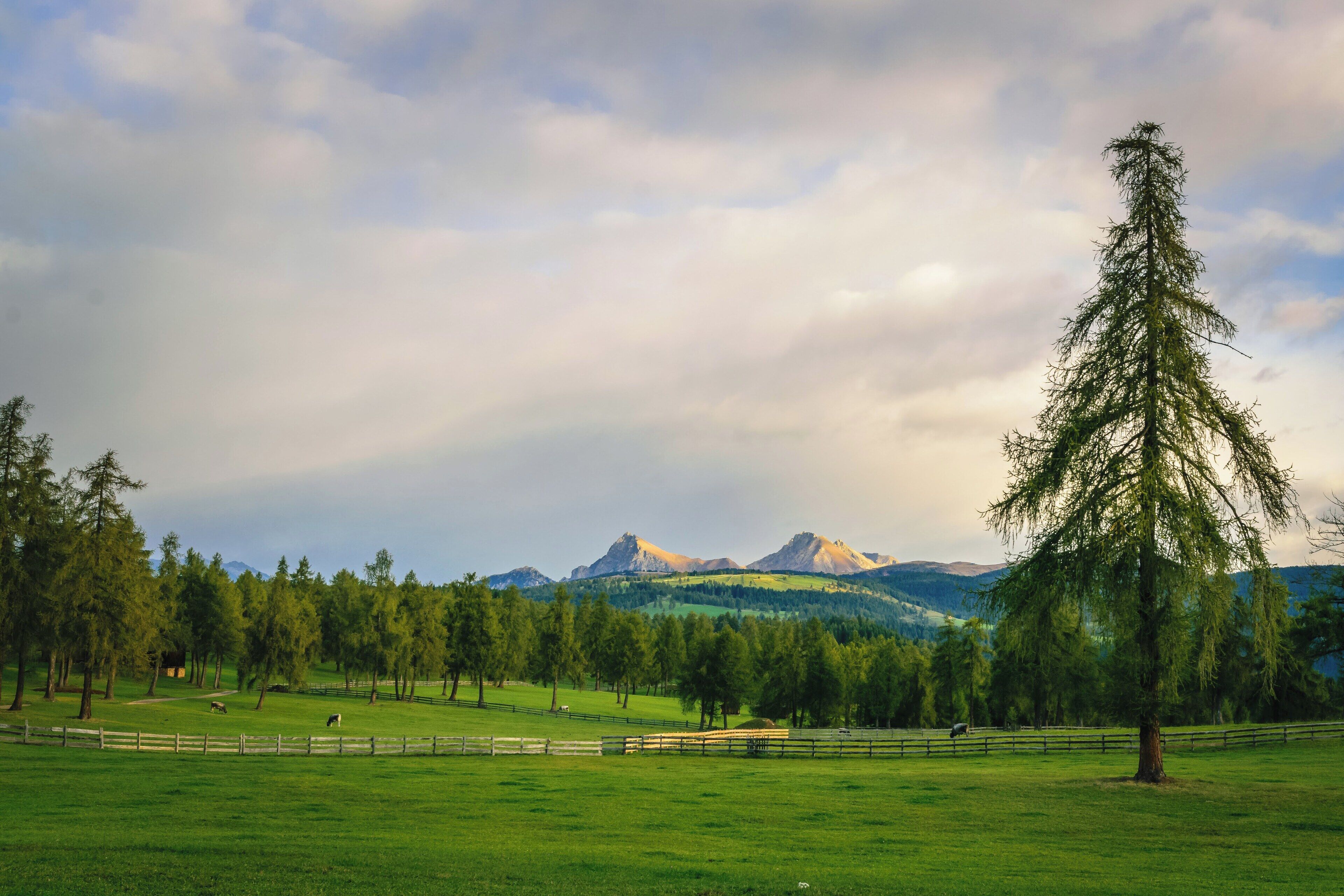 Un campo cubierto de hierba con una valla de madera, árboles y montañas al fondo.