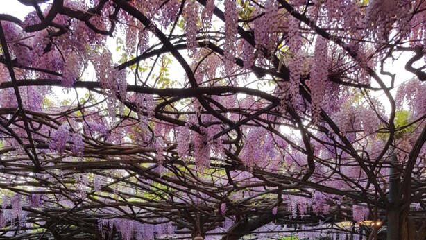 An outdoor seating area with tables and chairs under a canopy of purple flowers, surrounded by greenery and a view of a building in the background. - Albergo Ristorante Papa (Peschiera del Garda)
