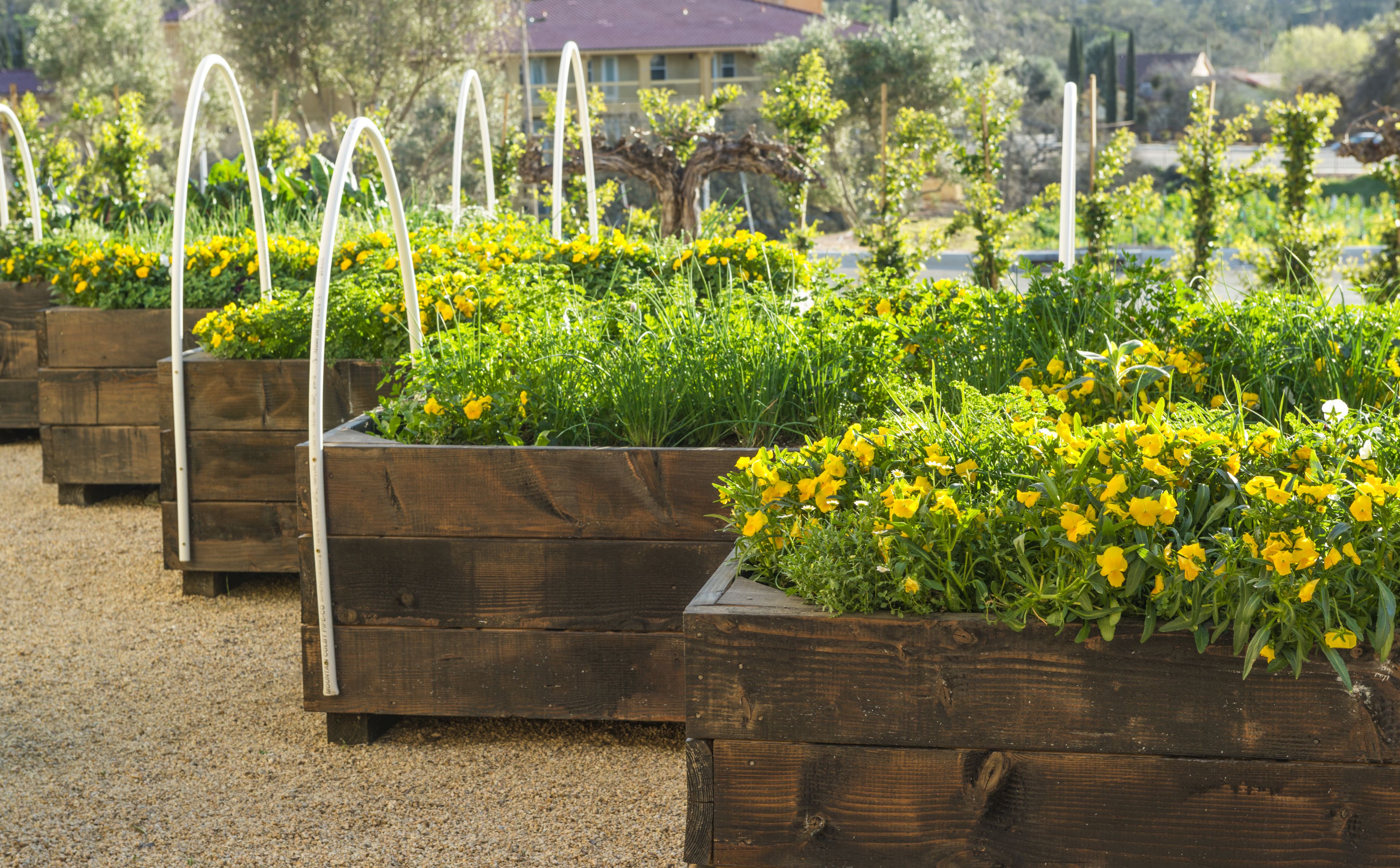 Erhöhte Gartenbeete aus Holz mit gelben Blüten und weißen Spalieren.
