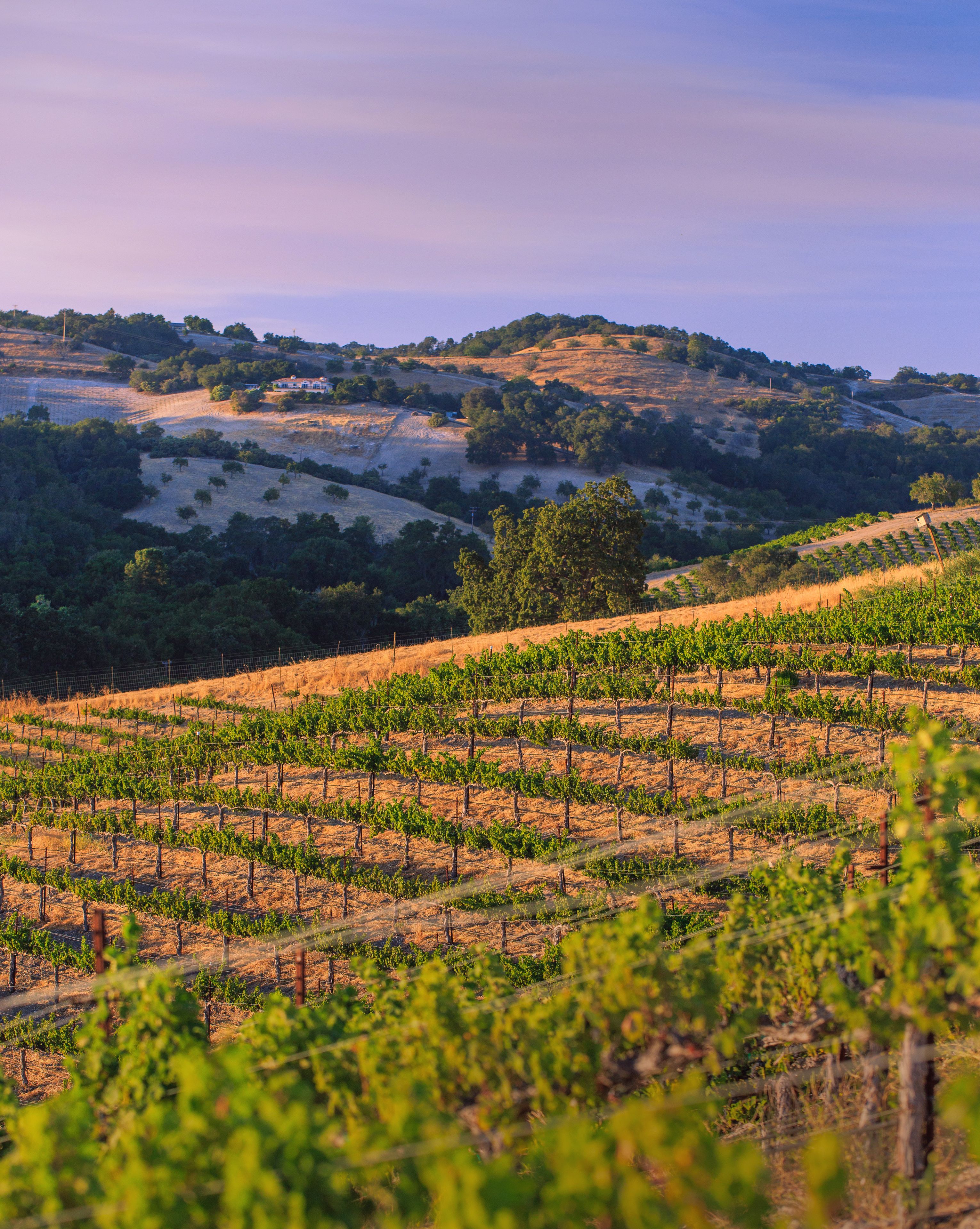 A vineyard with rows of grapevines and a hilly landscape in the background.
