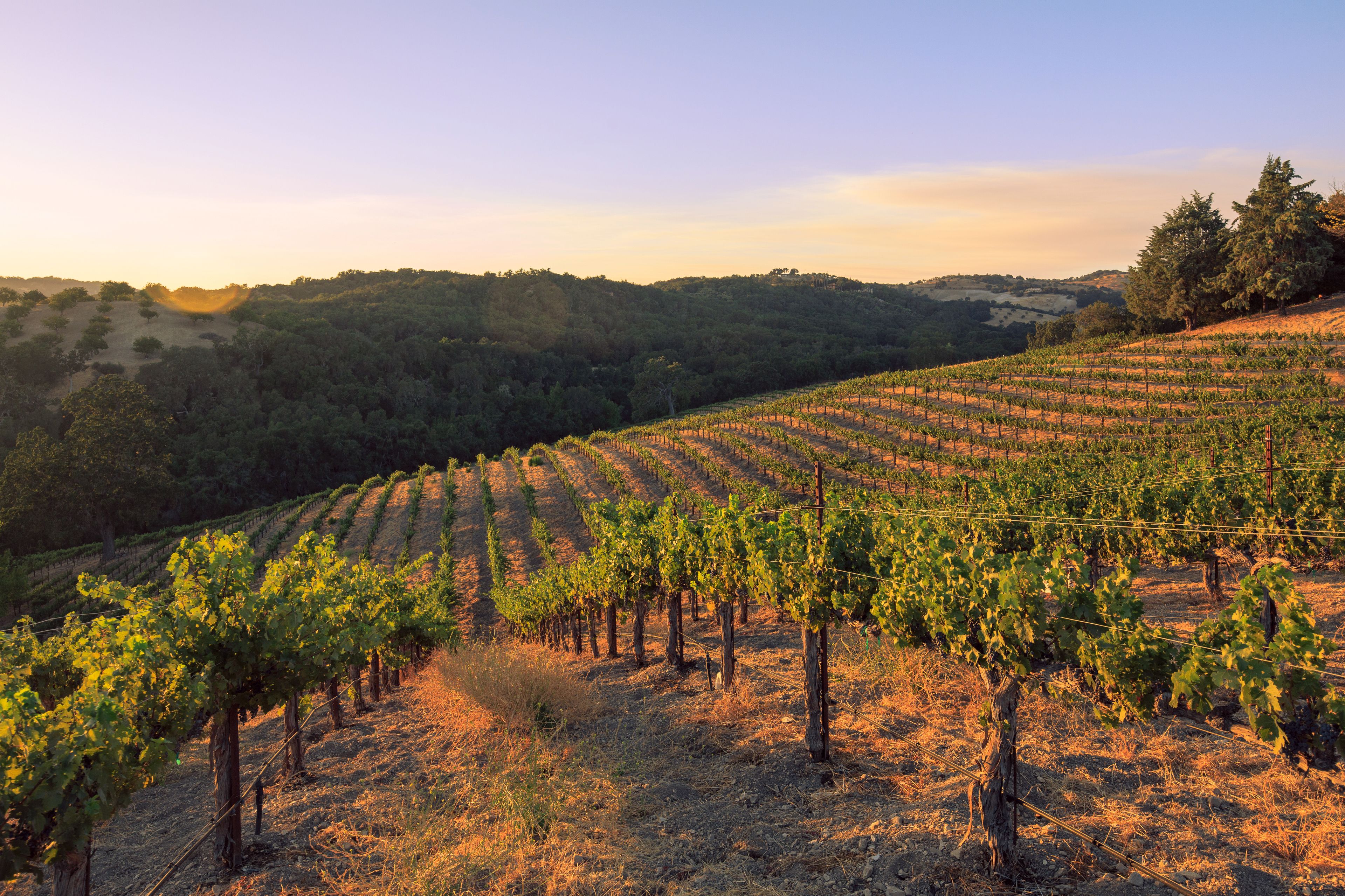A vineyard with rows of grapevines.