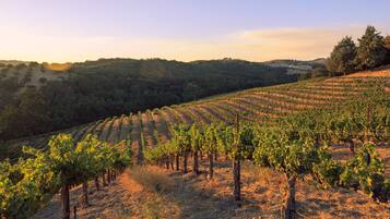 A vineyard with rows of grapevines.