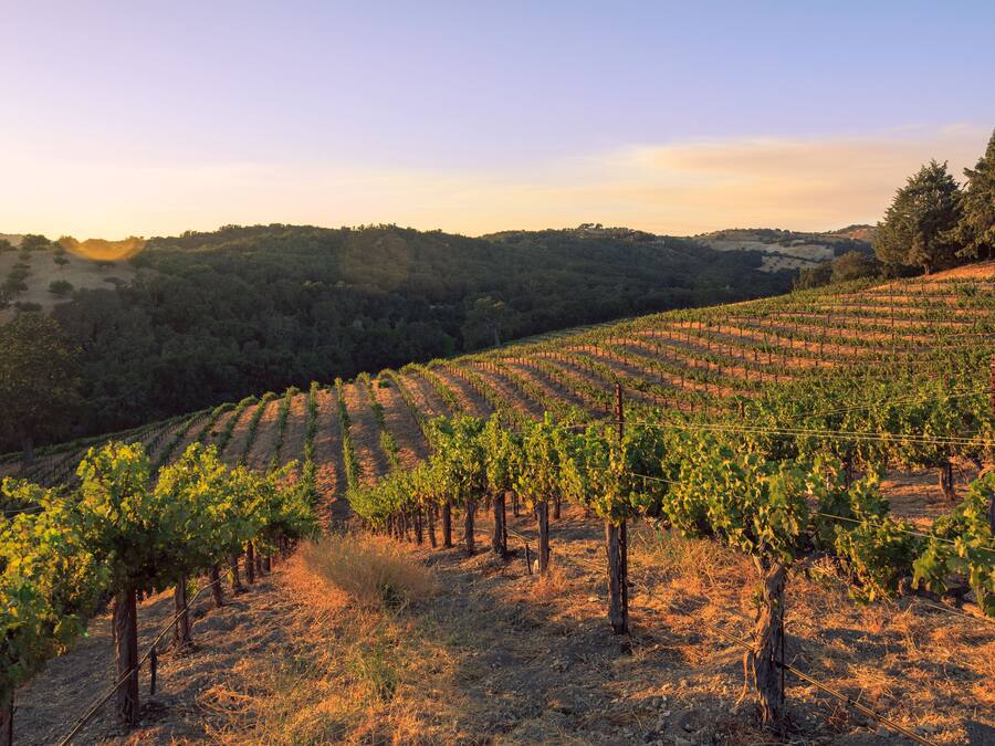 A vineyard with rows of grapevines.