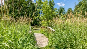 A wooden pathway leading through a grassy area with trees in the background. - Grey Fox Inn (Stowe)