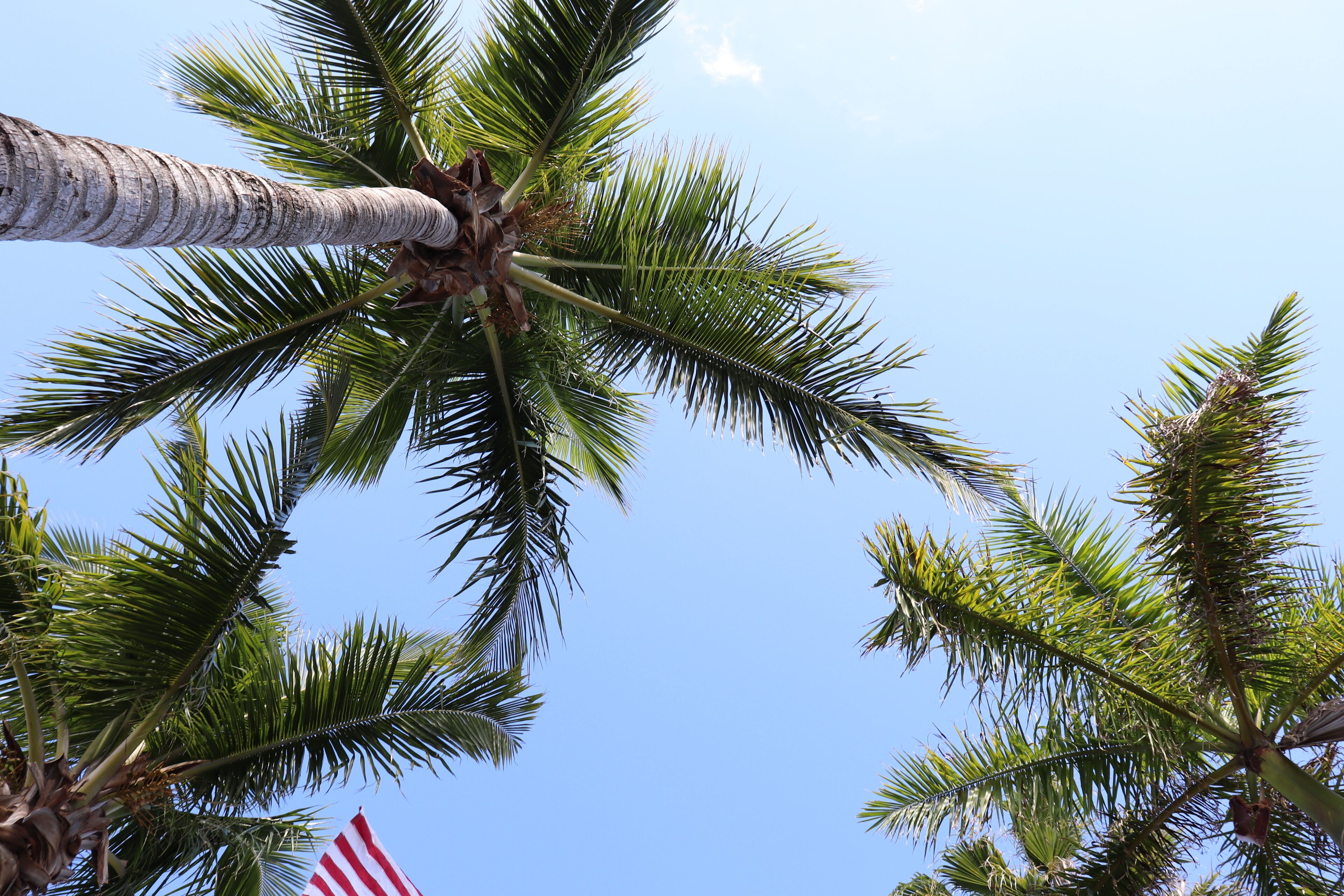 A view of palm trees against a clear sky.