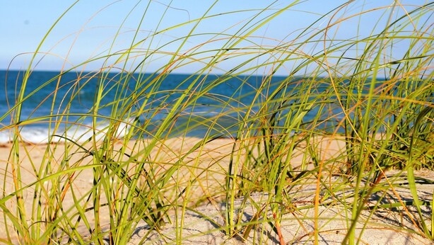 A beach with tall grass and a clear view of the ocean. - Seaspray Surf Lodge (Vero Beach)