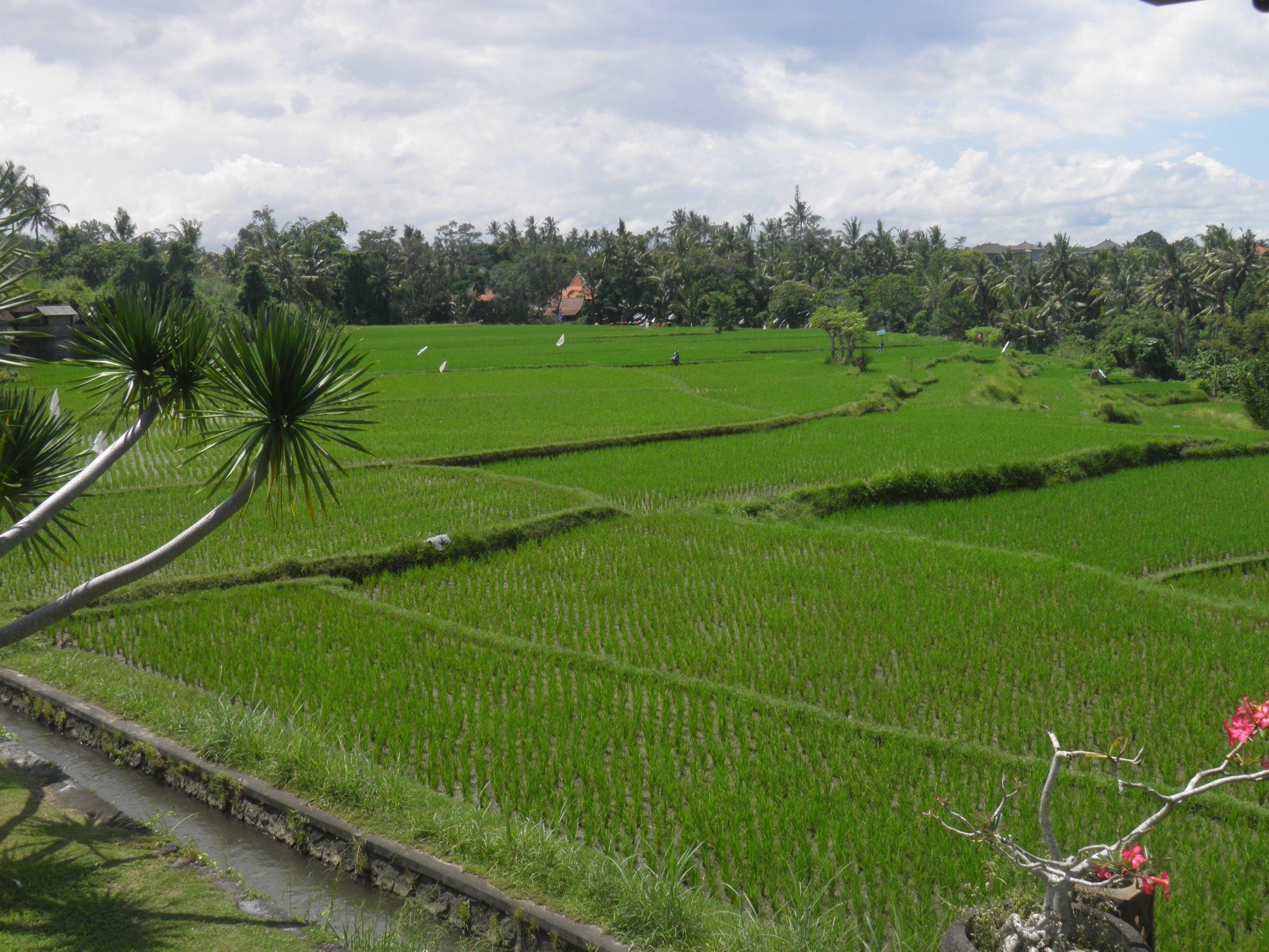 Foto - Bumi Ubud Resort