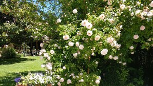 Un giardino con un roseto in piena fioritura.