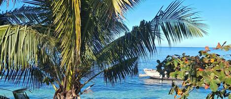Ein Strand mit einer Palme und klarem, blauem Wasser.