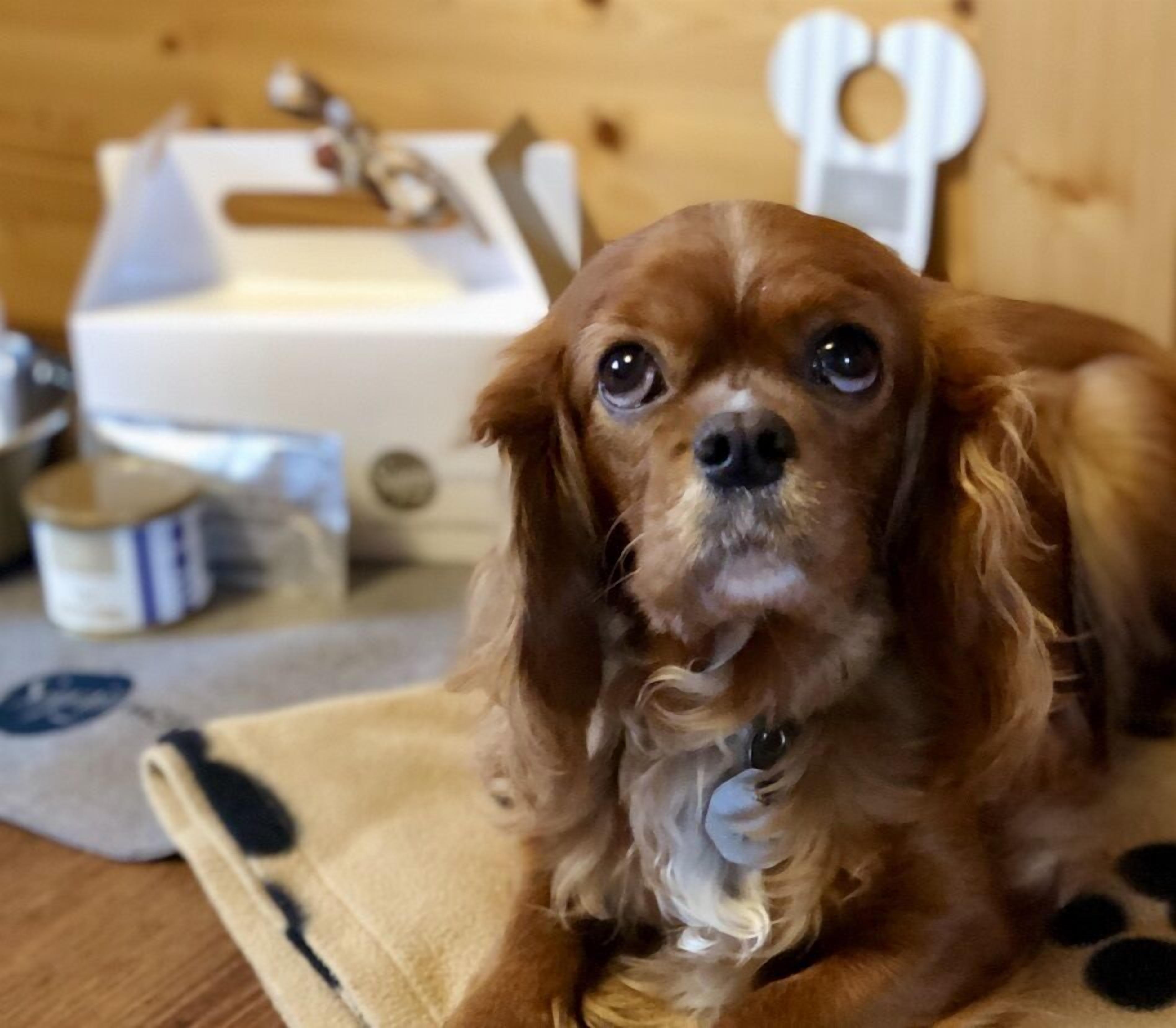 pet-friendly amenities