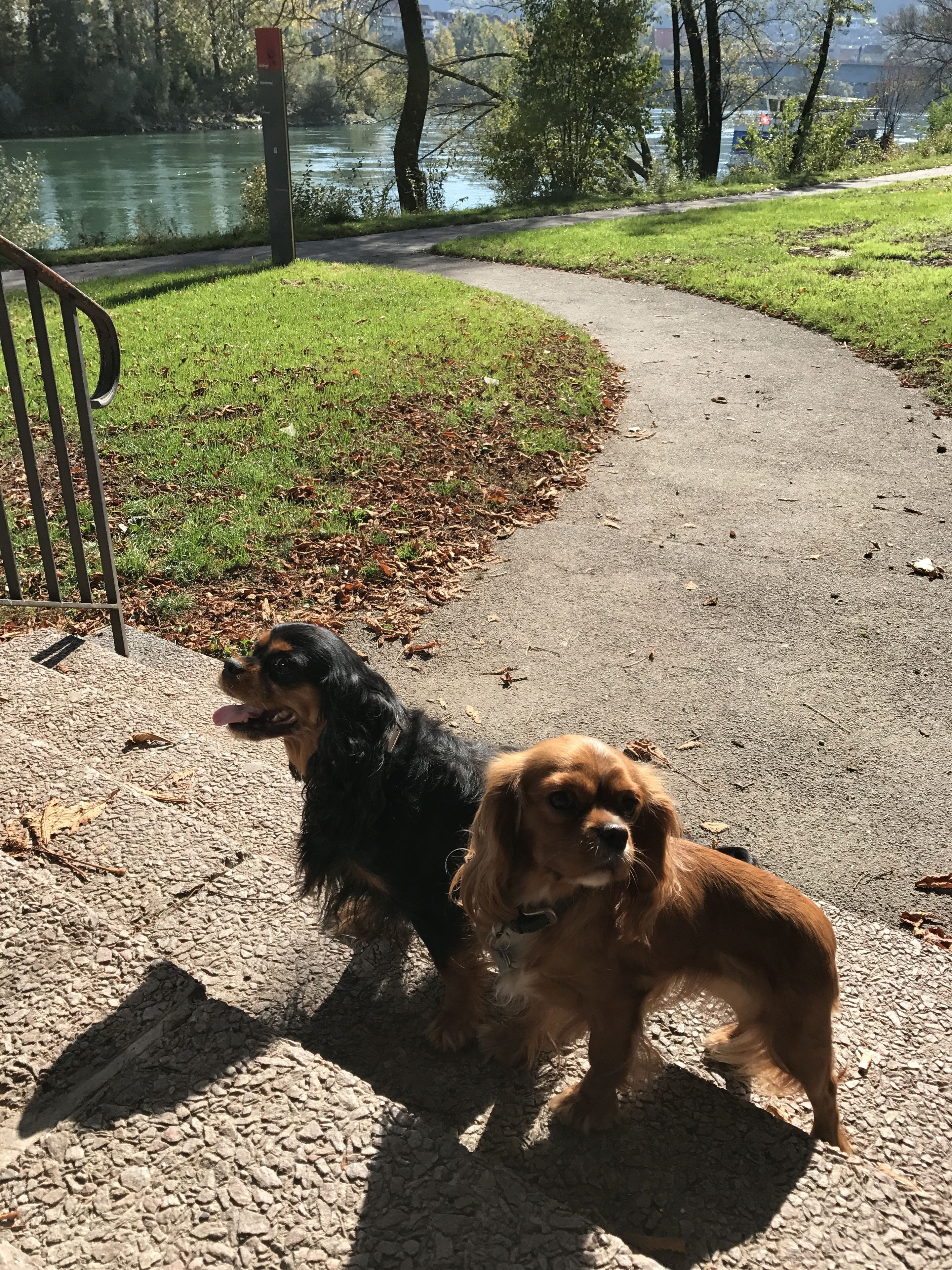 Twee honden op een geplaveid pad, met een grasveld en een waterpartij op de achtergrond.