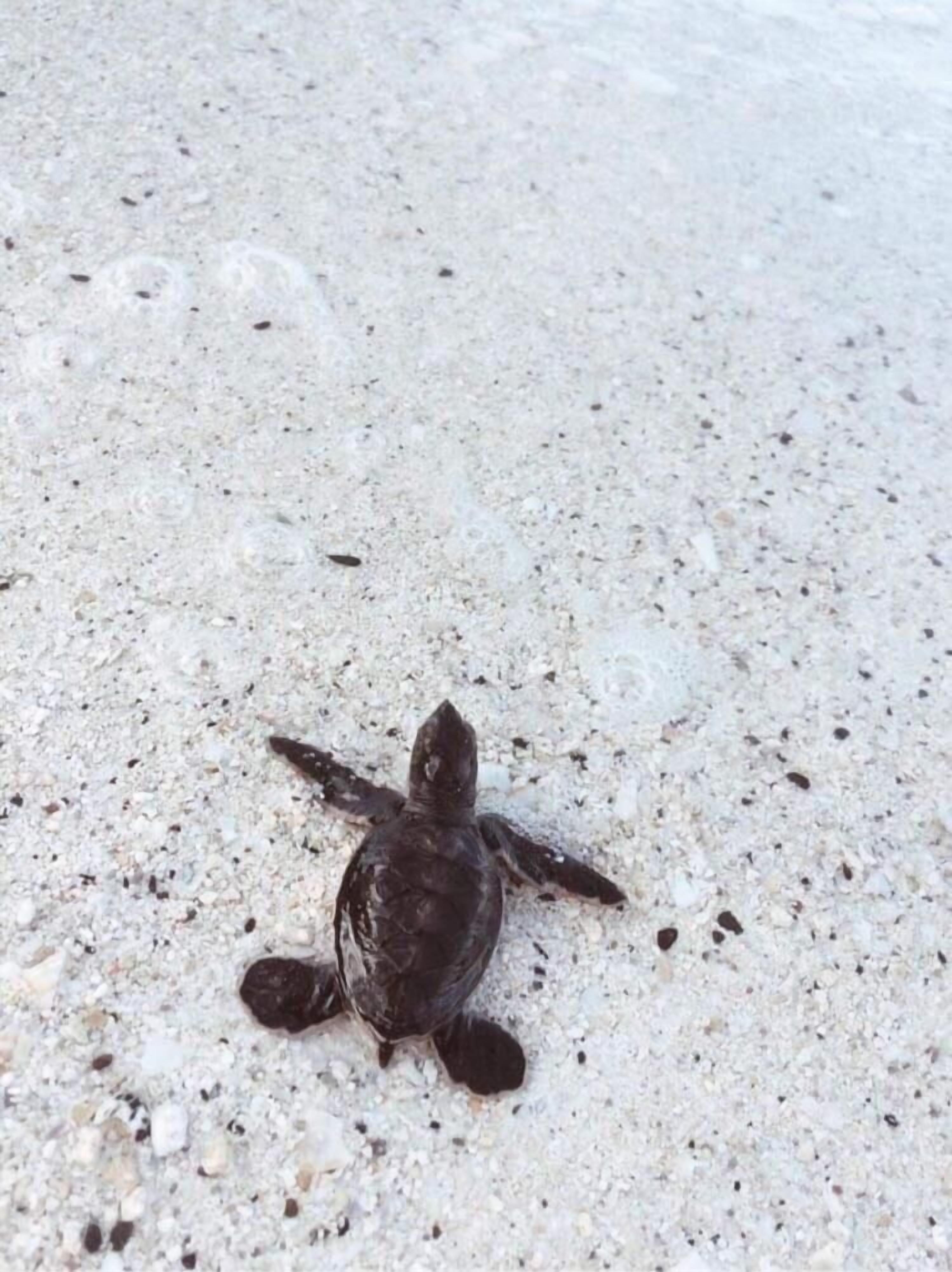 Una tortuga marina bebé sobre una playa arenosa.
