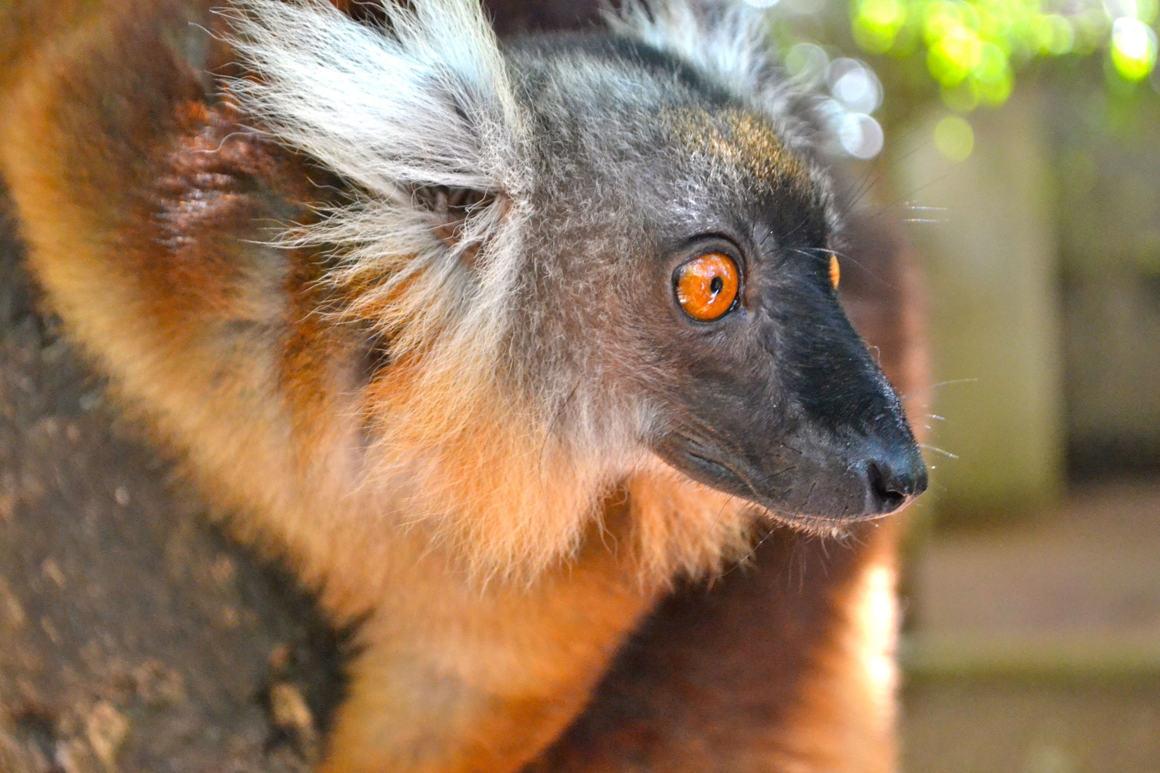 A close-up of a lemur with distinctive orange eyes and white-tipped fur.