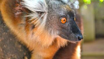 A close-up of a lemur with distinctive orange eyes and white-tipped fur.