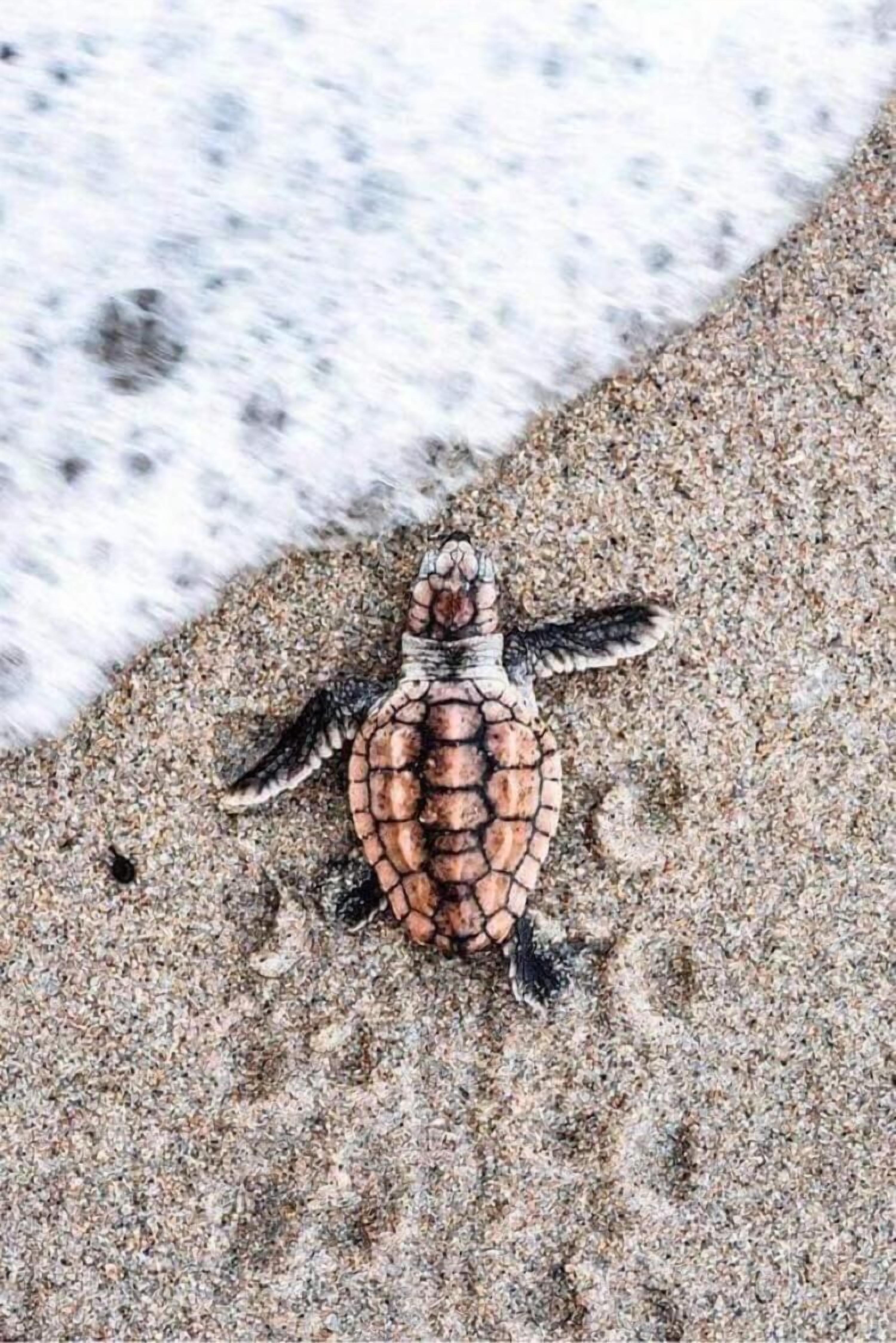 A turtle on a sandy surface.