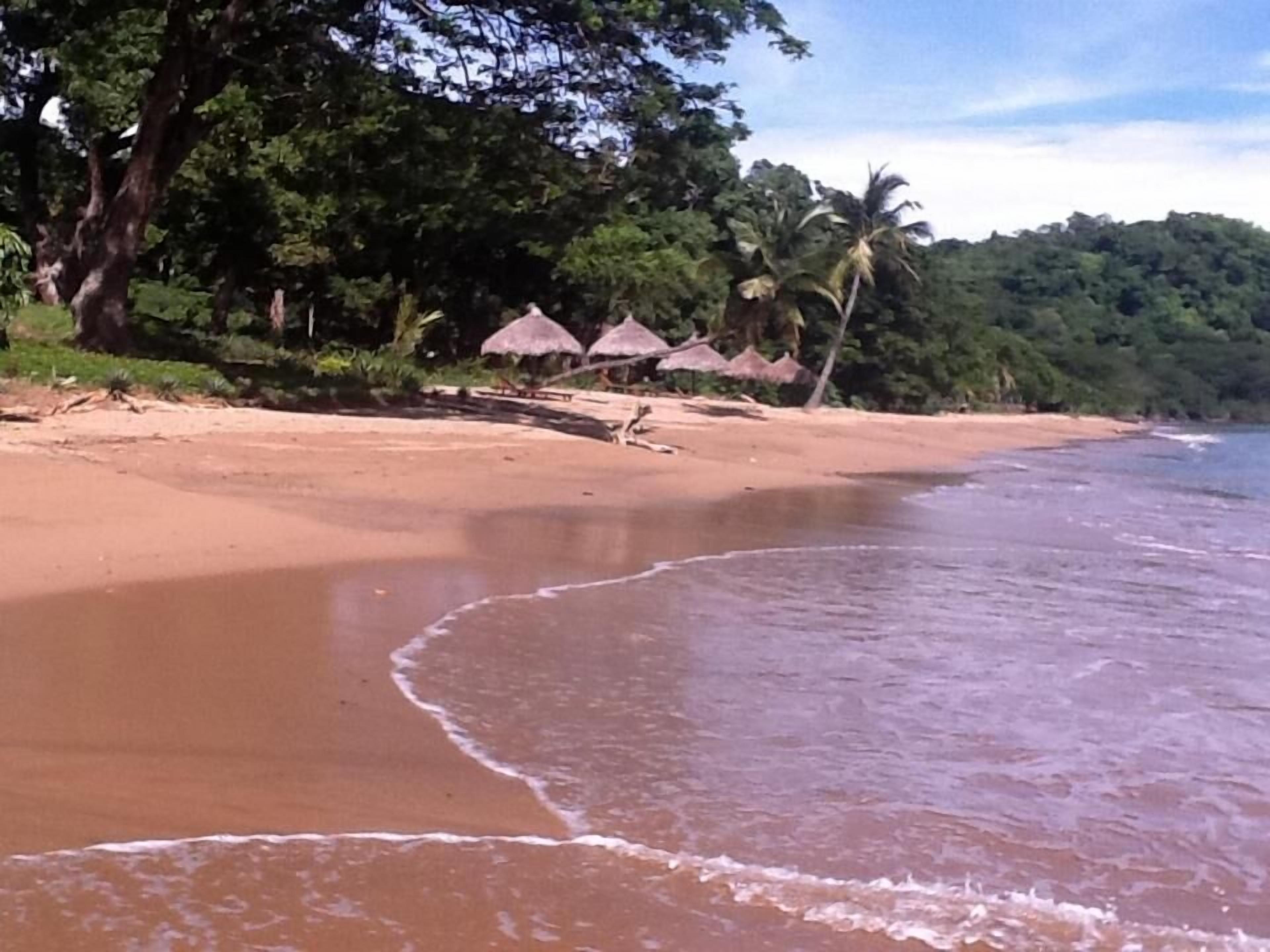 A beach with a sandy shore, palm trees, and thatched umbrellas.