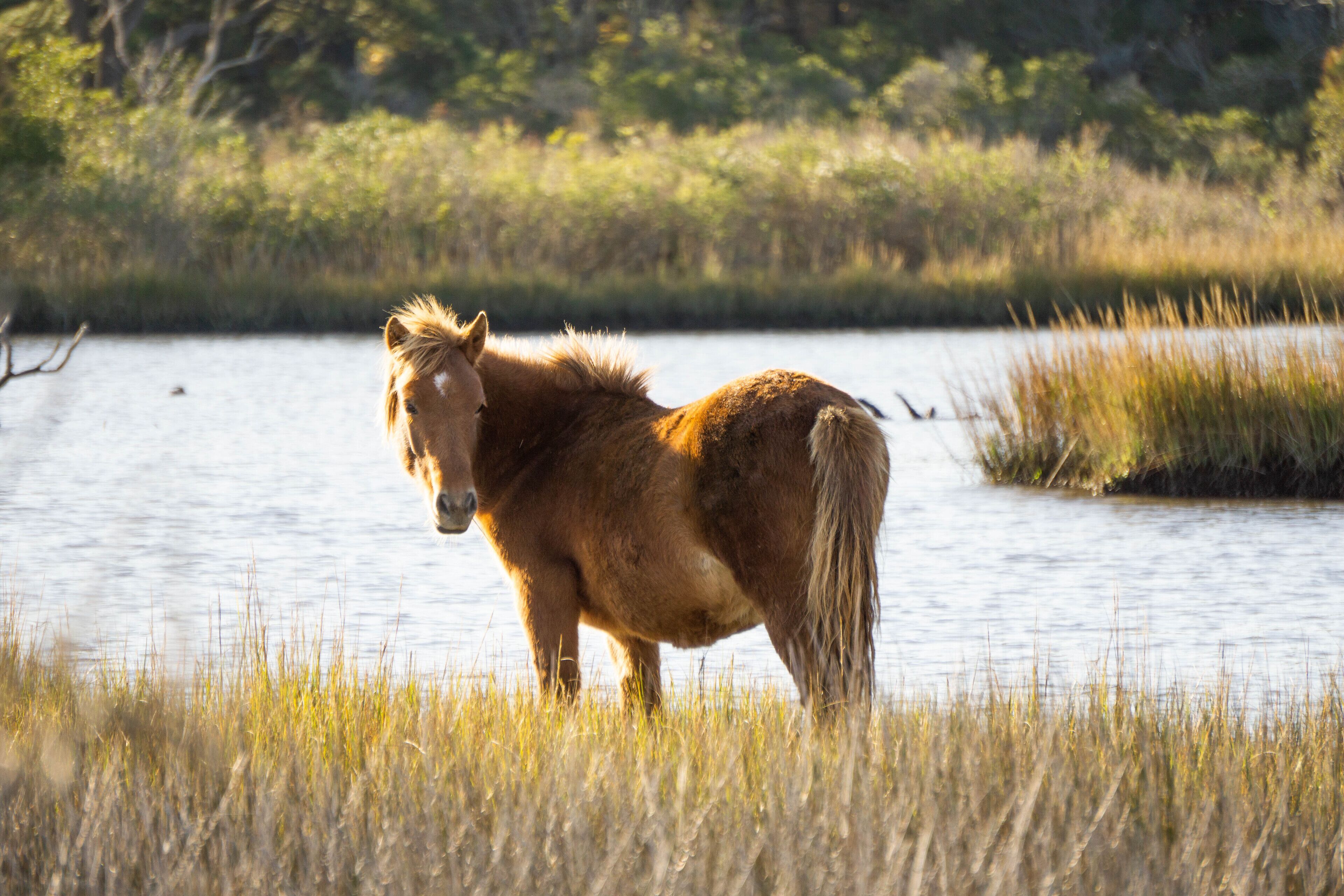 A horse standing in a grassy area near a body of water.