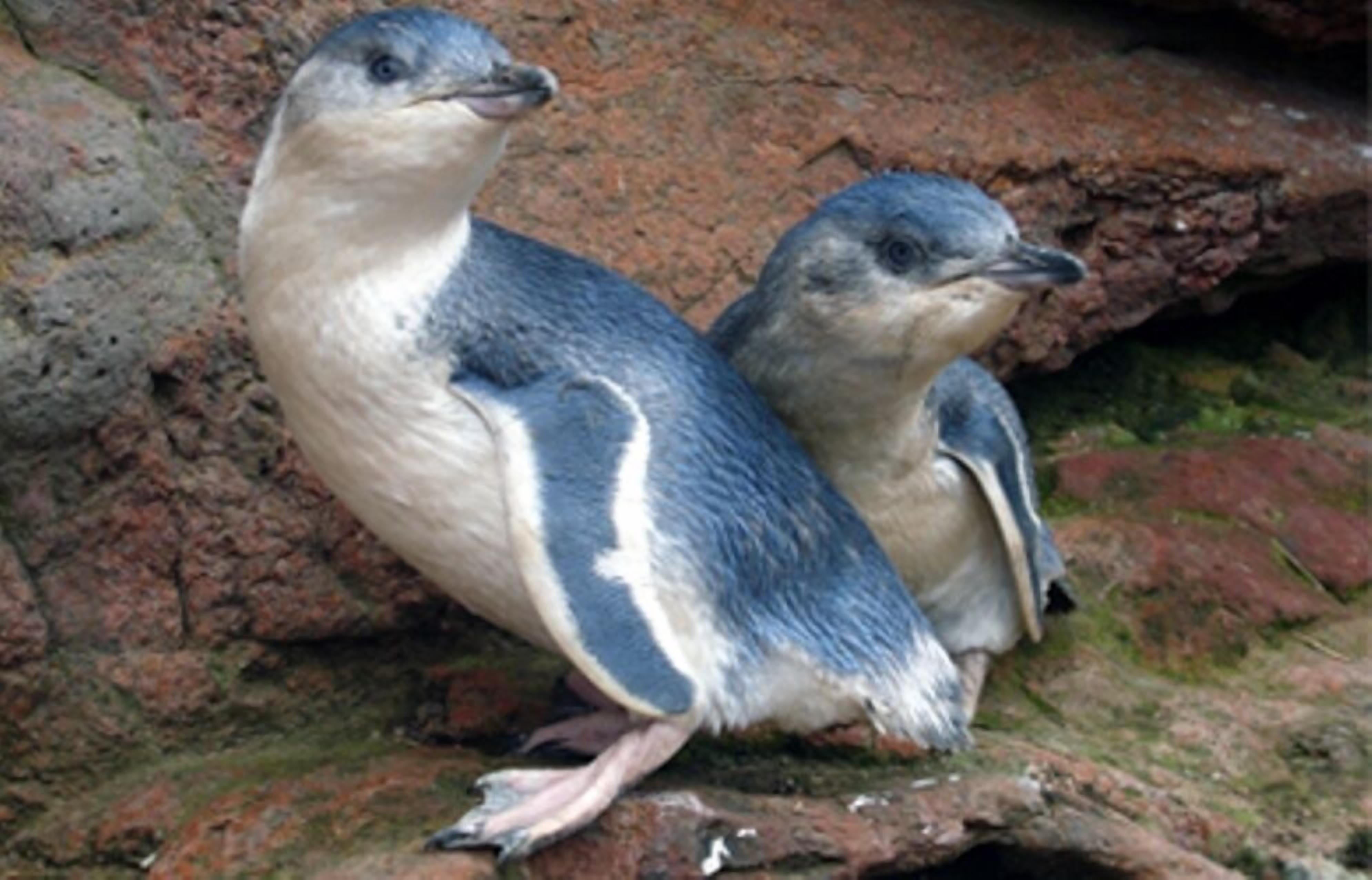 Dos pingüinos sobre una superficie rocosa.