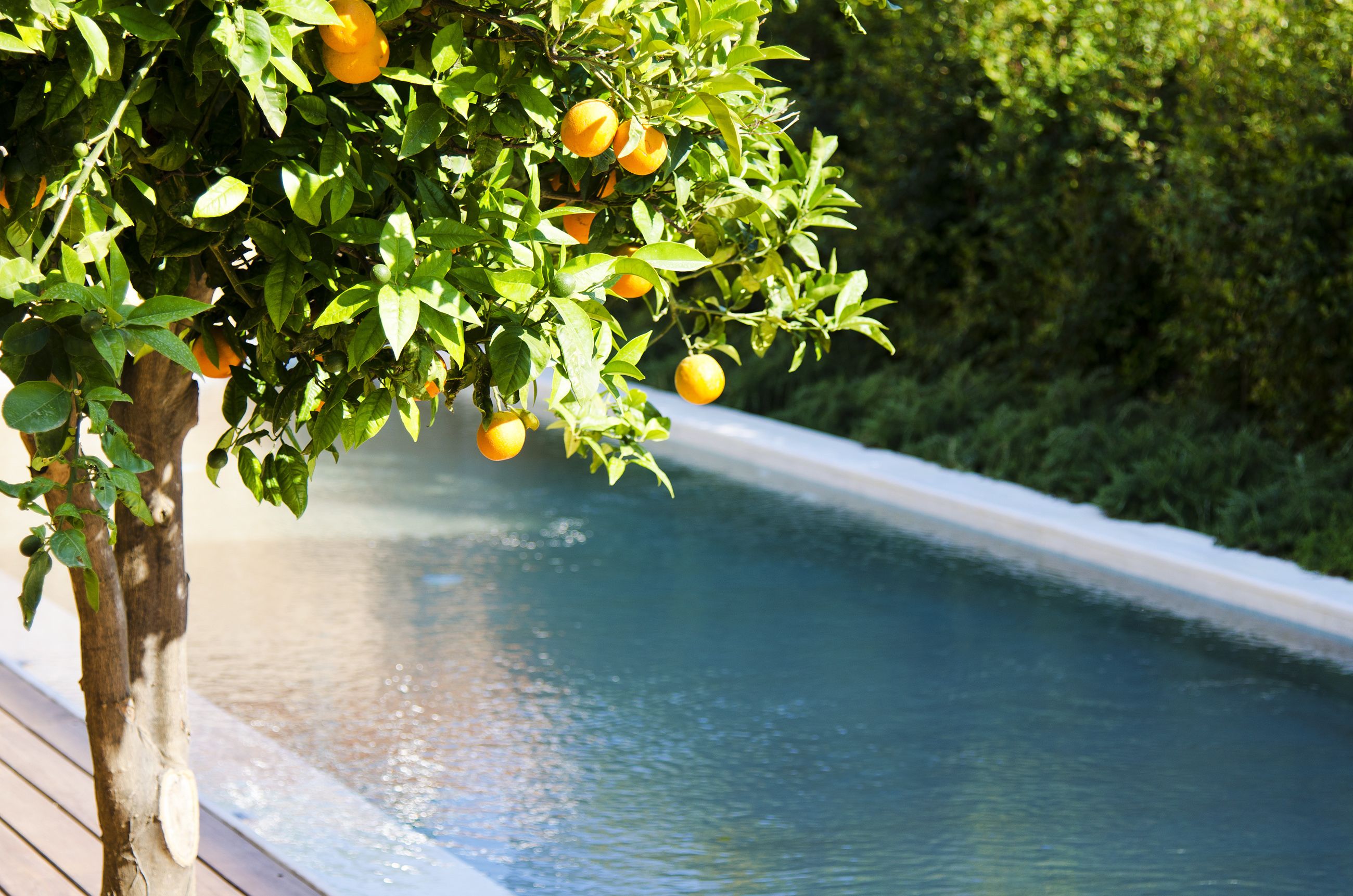Un arbre aux oranges, situé à côté d’une piscine.