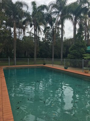 A rectangular swimming pool with a tiled edge, surrounded by a metal fence and palm trees.