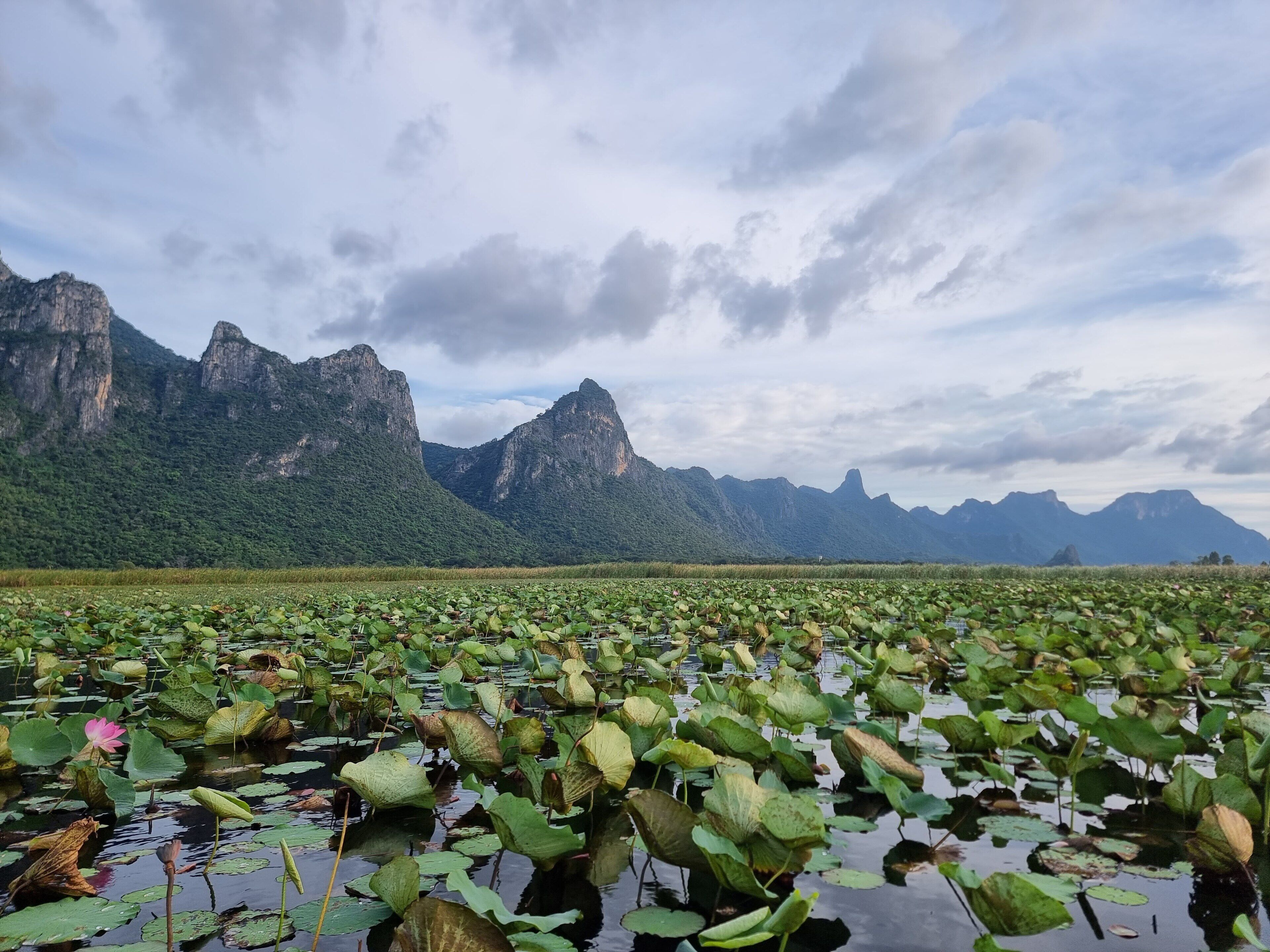 A natural landscape with mountains and a water body with lily pads.