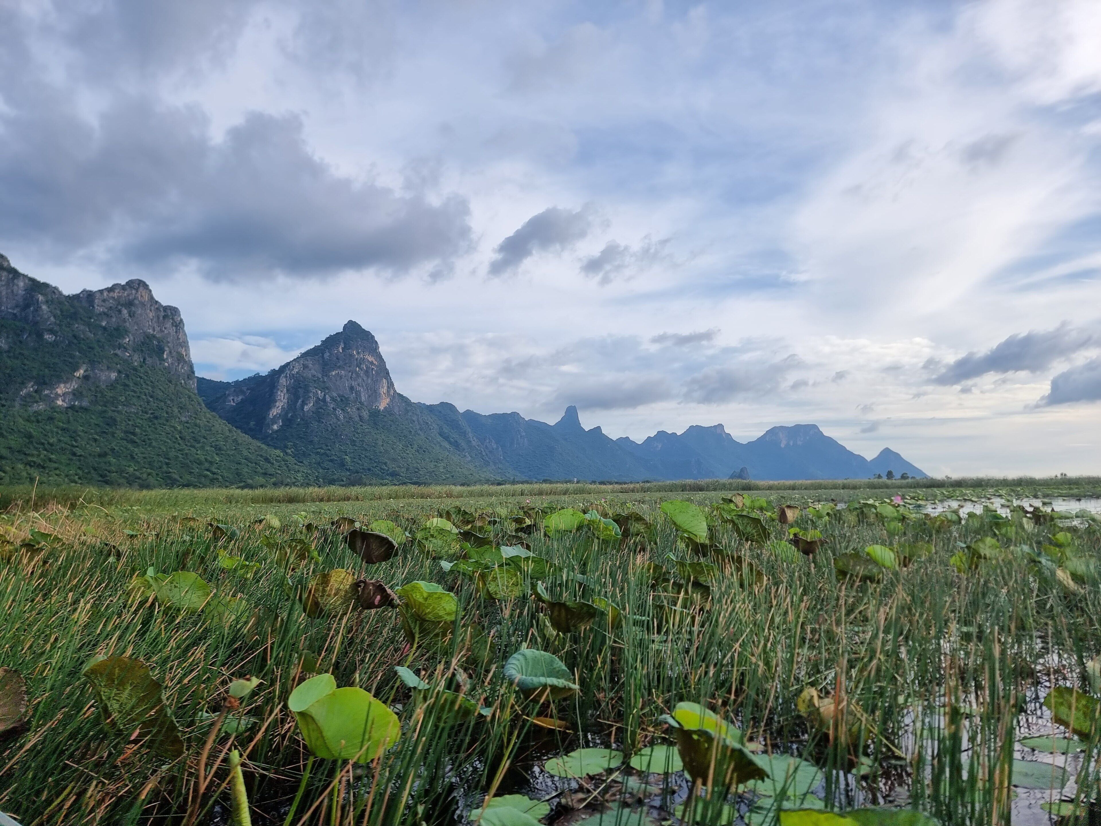A natural landscape with mountains and a body of water with lily pads.