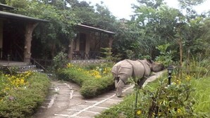 A garden pathway with a stone floor leading to a building with a porch. - Chitwan Gaida Lodge (Sauraha)