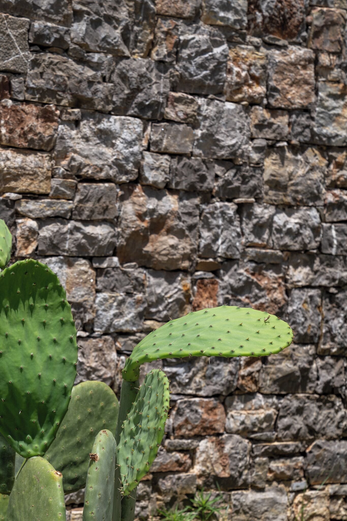 A cactus plant with multiple green pads against a stone wall background.