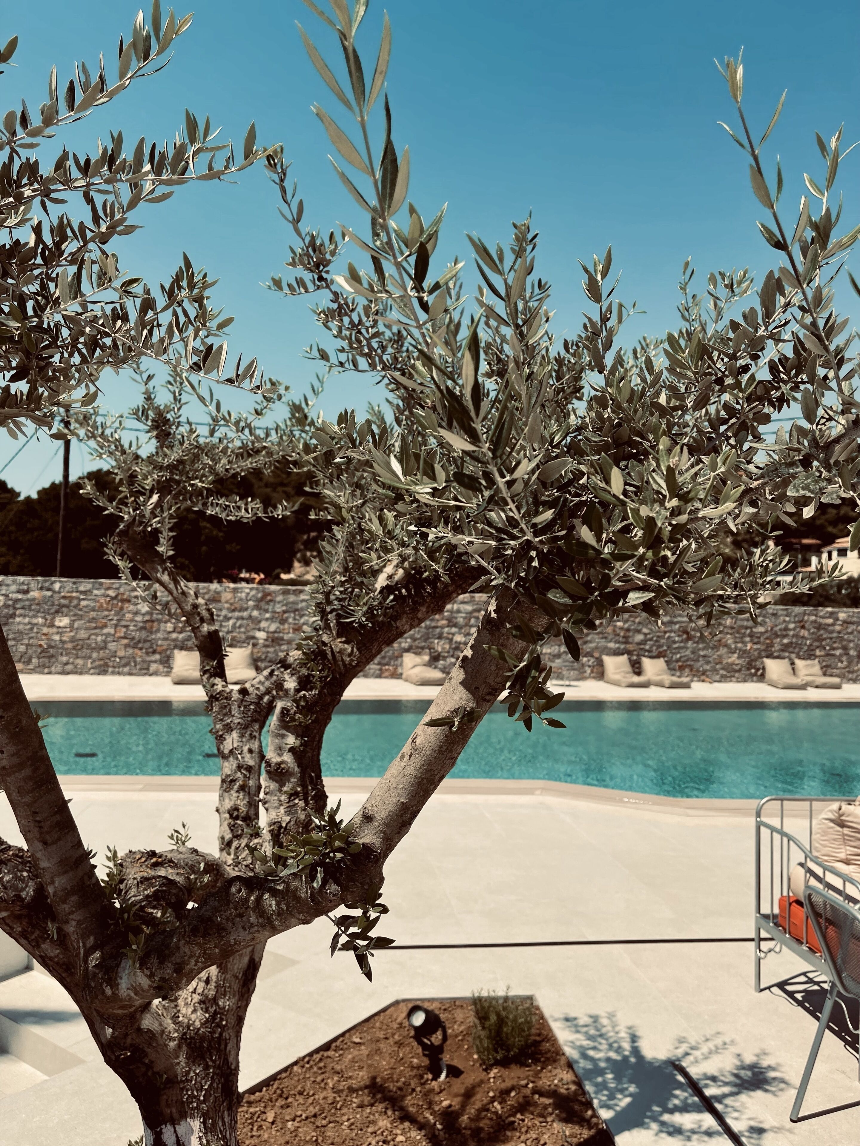 Un árbol con ramas de olivo frente a una piscina.