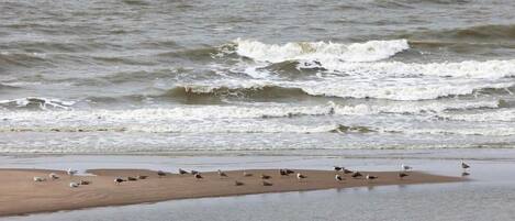 A beach with waves approaching the shore.
